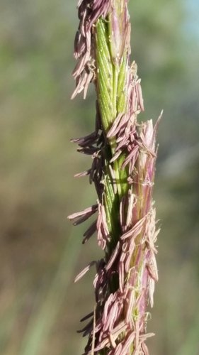 Image of Sporobolus bakeri by (c) Jay Horn, some rights reserved (CC BY)