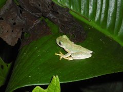 Ptychohyla hypomykter