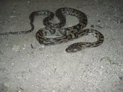 Trimorphodon quadruplex