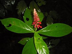 Odontonema hondurense