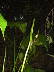 Urospatha friedrichsthalii