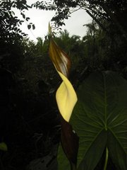 Urospatha friedrichsthalii