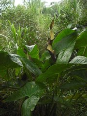 Urospatha friedrichsthalii