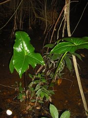 Urospatha friedrichsthalii
