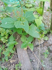 Microtoena patchoulii