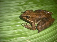 Lithobates maculatus