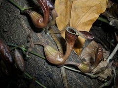 Aristolochia maxima