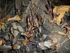 Aristolochia maxima