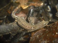 Sphaerodactylus continentalis