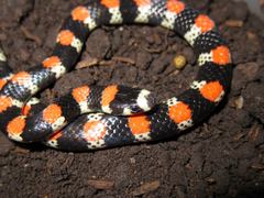Scolecophis atrocinctus