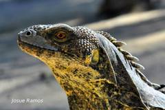 Ctenosaura melanosterna