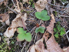 Fragaria cascadensis