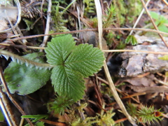 Fragaria cascadensis