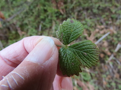 Fragaria cascadensis