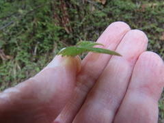 Fragaria cascadensis