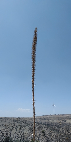Dasylirion acrotrichum