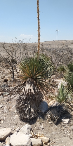 Dasylirion acrotrichum
