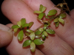 Coprosma rhamnoides