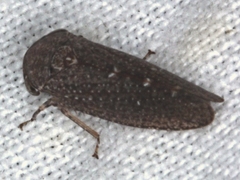 Putoniessa