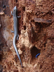 Plestiodon brevirostris