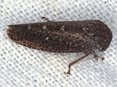 Putoniessa