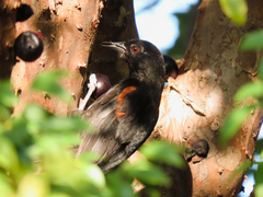 Icterus pyrrhopterus