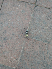 Megacyllene antennata