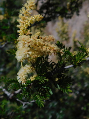 Vachellia brandegeana