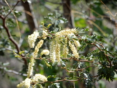 Vachellia brandegeana