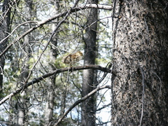 Canachites canadensis