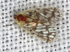Saccharodite chrysonoe