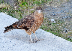 Daptrius chimango temucoensis