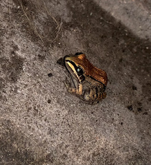 Leptodactylus mystacinus