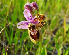 Eucera nigrilabris