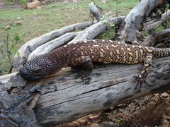 Heloderma exasperatum
