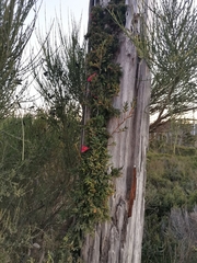 Philesia magellanica