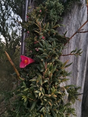 Philesia magellanica