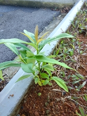 Alstonia
