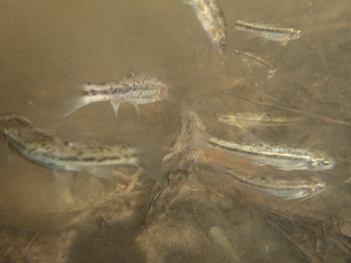 Desert Speckled Dace