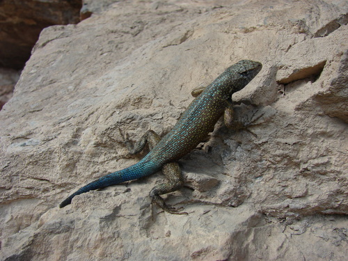 Gadow's Spiny Lizard