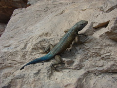 Sceloporus gadoviae