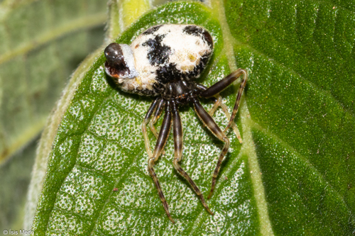 Taczanowskia mirabilis
