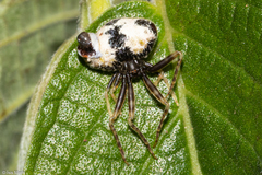 Taczanowskia mirabilis