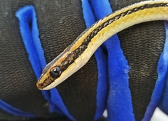 Lygophis lineatus