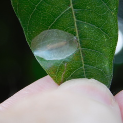 Conopomorpha cyanospila