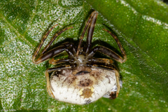 Taczanowskia mirabilis