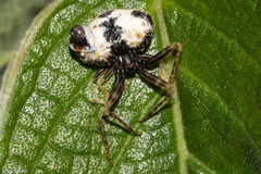 Taczanowskia mirabilis