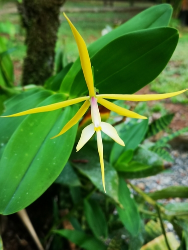 Epidendrum nocturnum