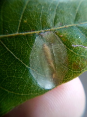 Conopomorpha cyanospila