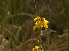 Goodenia stelligera